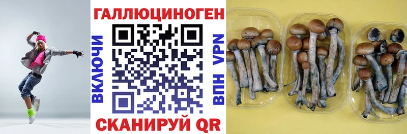 Купить  Спасск-Рязанский  Галлюциногенные грибы Psilocybine cubensis 